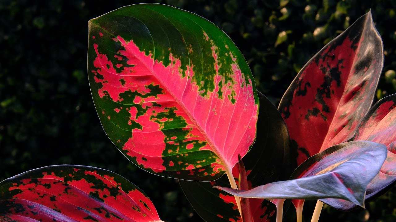 La bellissima pianta di aglaonema