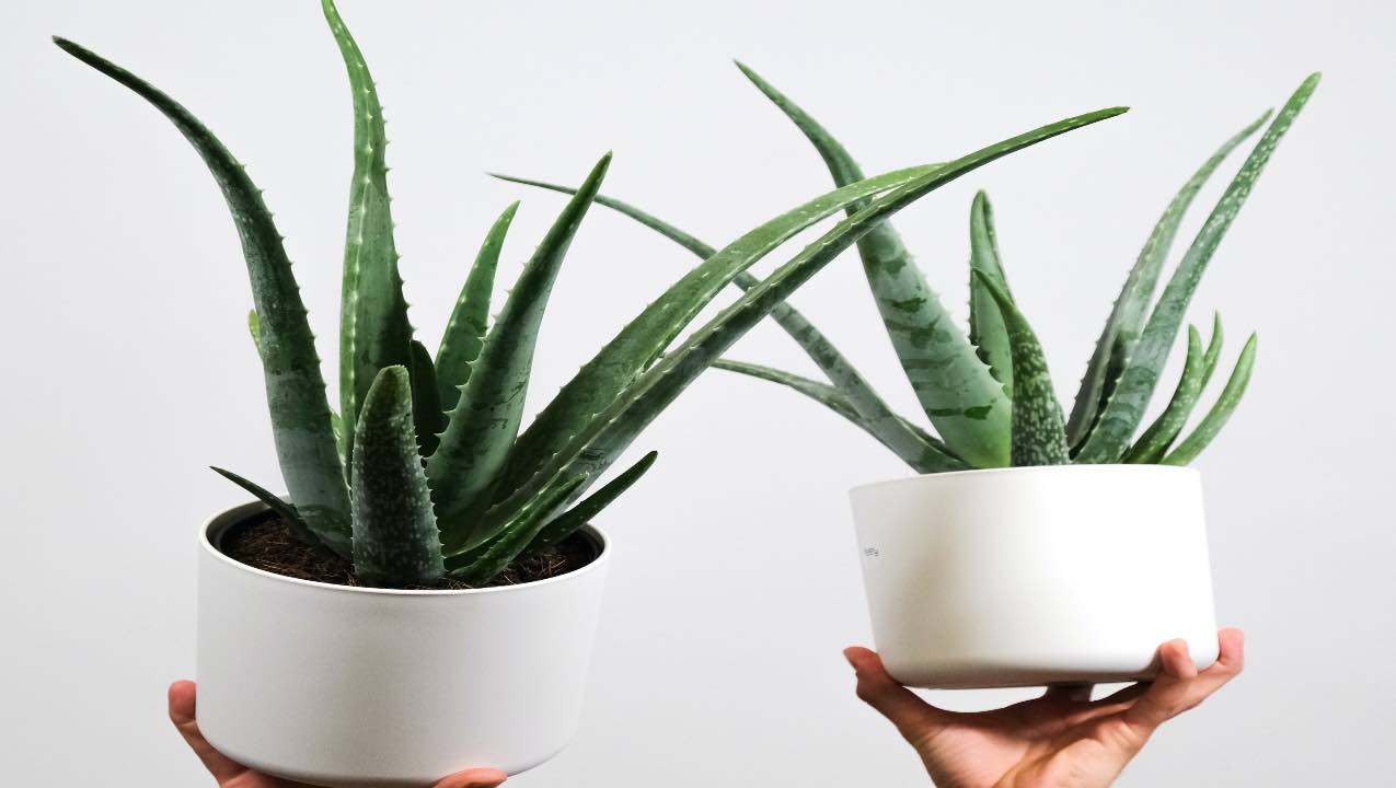 aloe vera