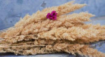 Ciclamino, tra falsi miti e leggende: gli errori più comuni da evitare