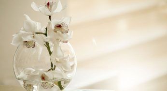 Orchidea sfiorita, con questo rimedio casalingo la pianta tornerà a sbocciare