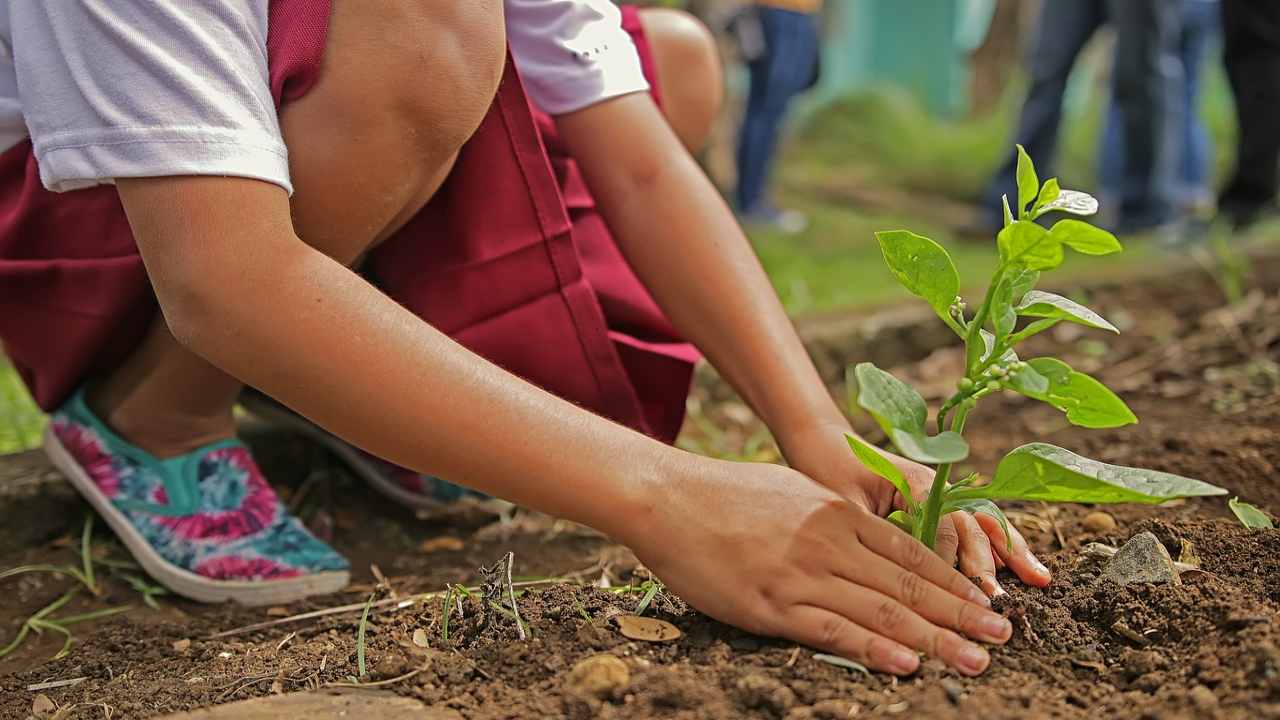 Riforestazione