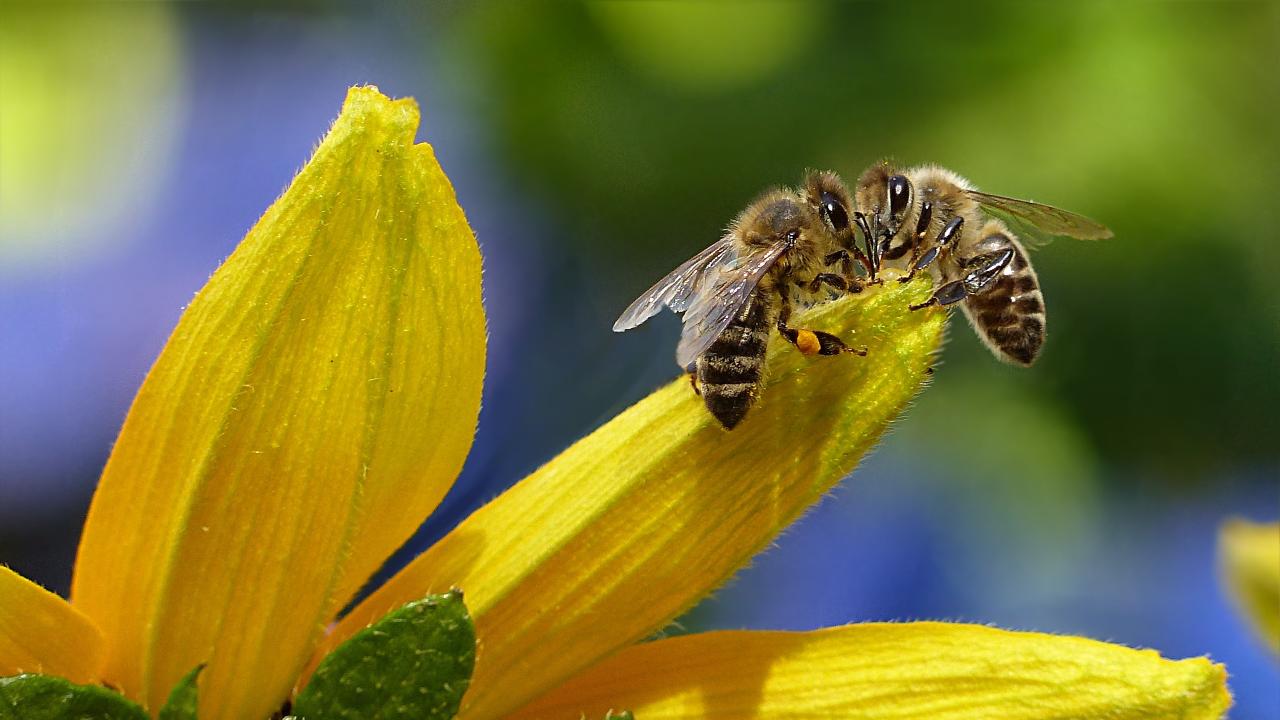 Apiterapia, tutto il bene dalle ape