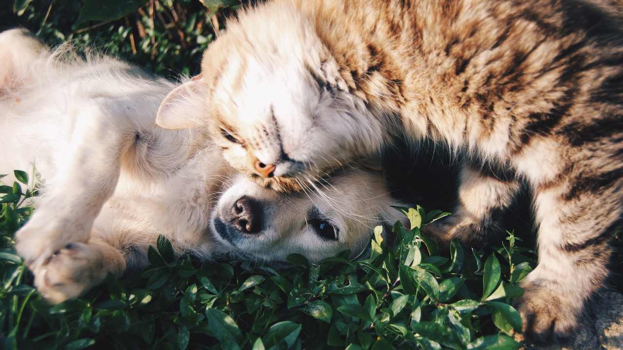 Cane e gatto amici