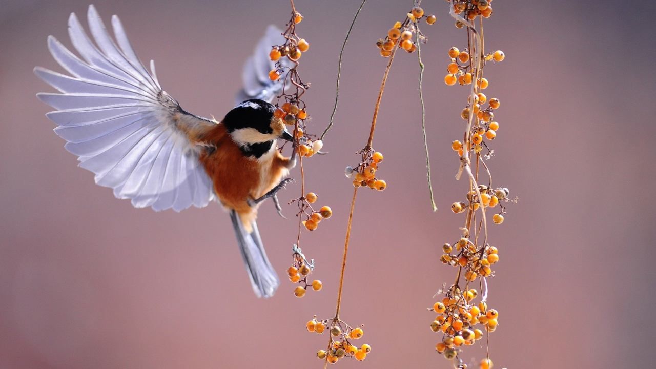 Come aiutare gli uccelli in inverno