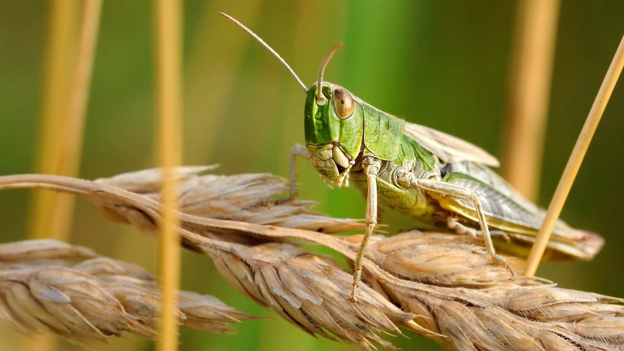 Locusta, cibo del futuro