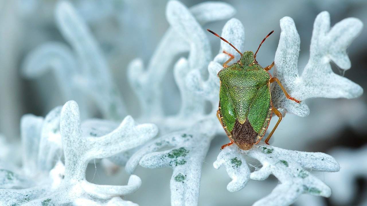 Prodotti green per allontanare le cimici da casa