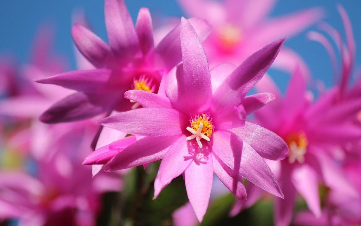 schlumbergera