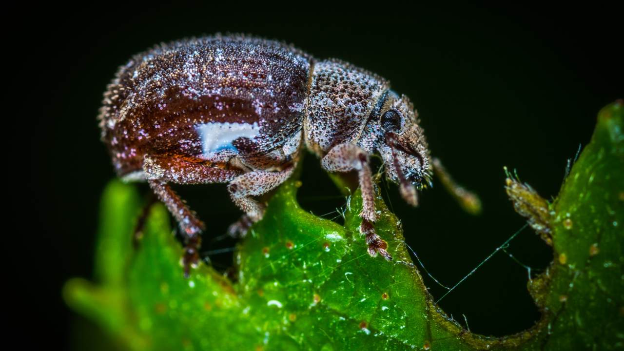 Uno dei tanti parassiti della vegetazione