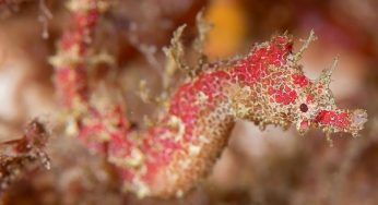 Scoperte nuove specie animali, nessuno le aveva mai viste