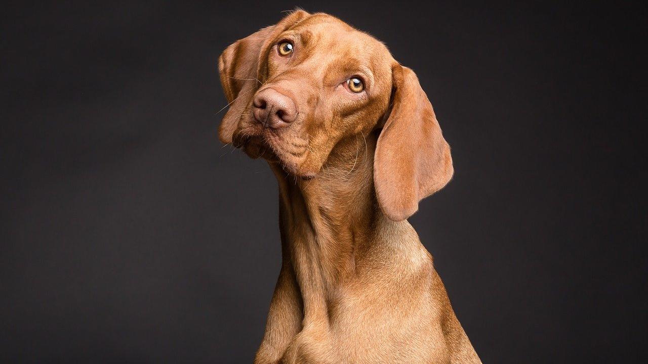 Cane inclina la testa, risposta esperti