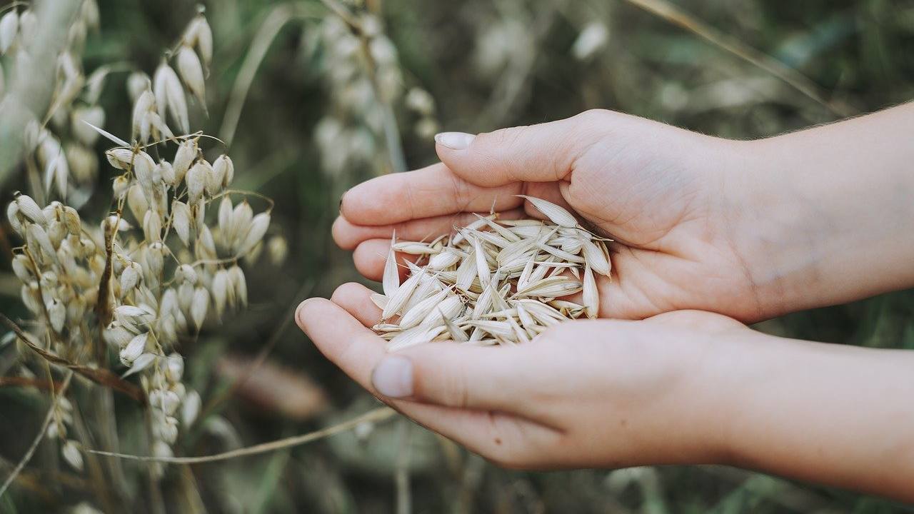 Ingrediente dalle mille proprietà: avena