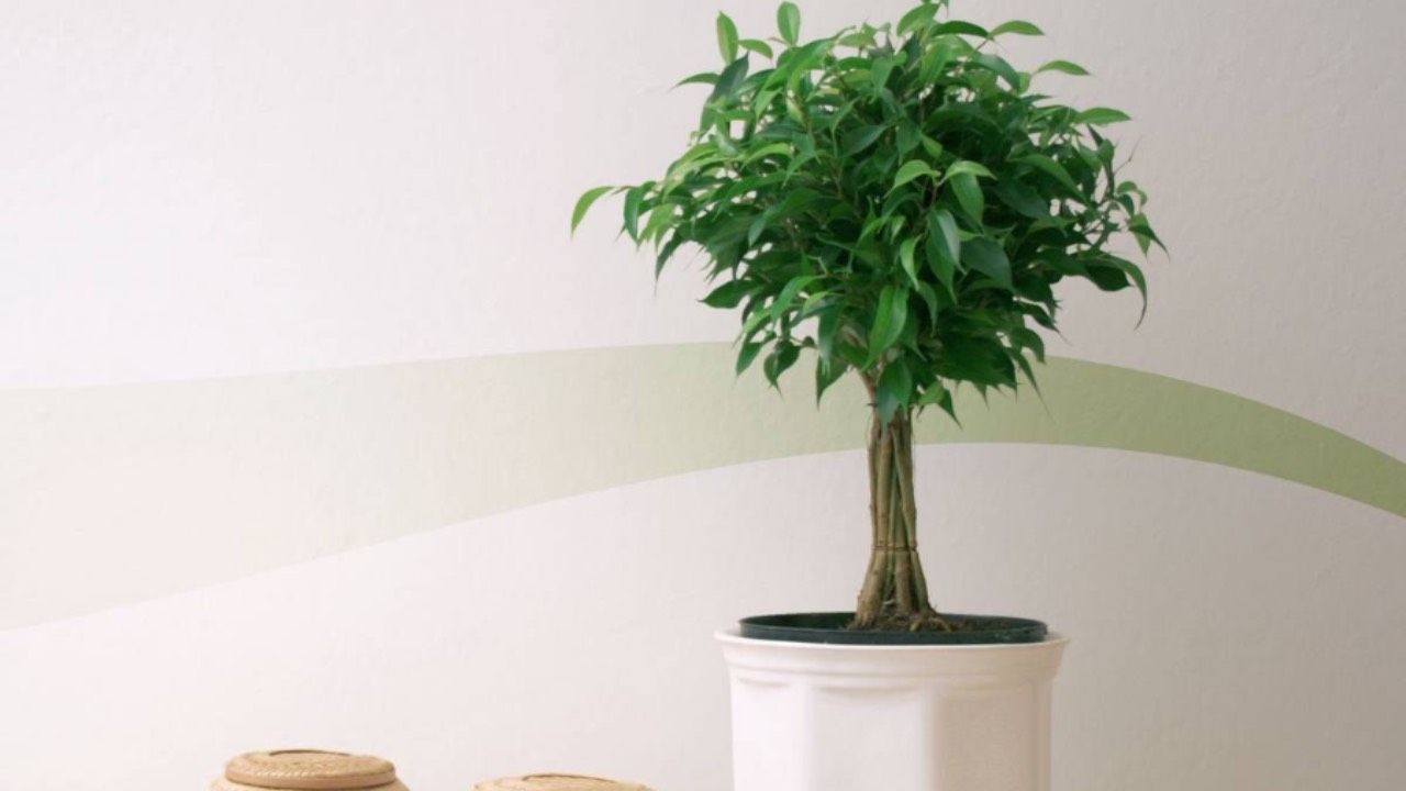 ficus benjamin