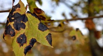 Foglie ingiallite e bruciate? Le possibili cause e tutti i rimedi per le tue piante