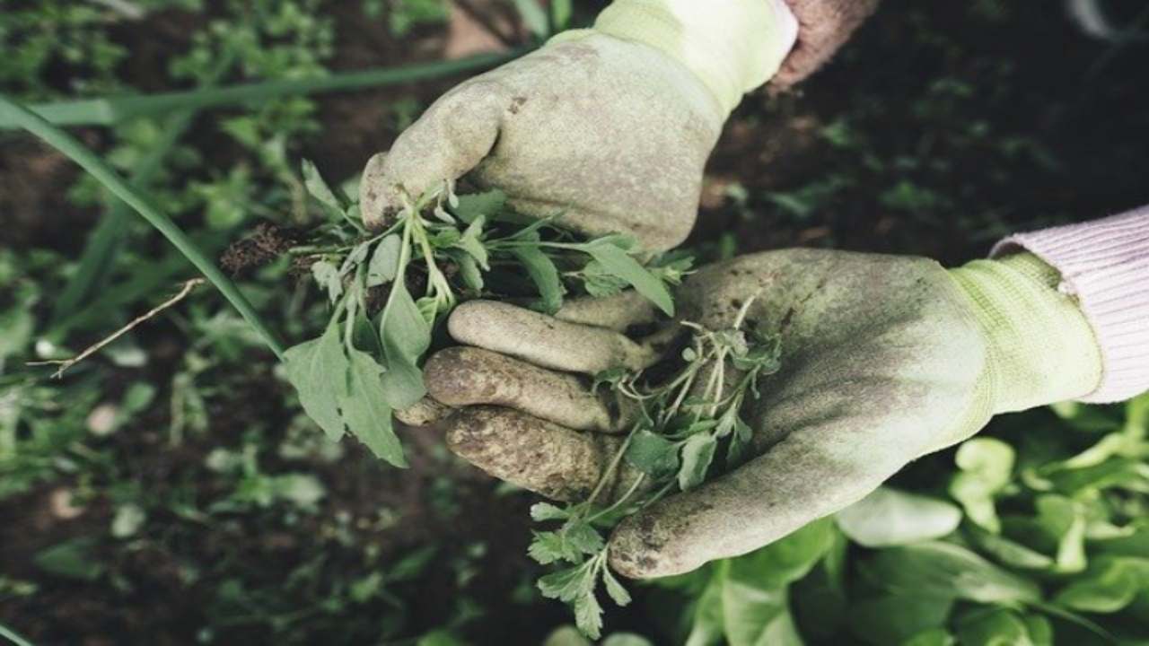 Stare in giardino fa bene motivi