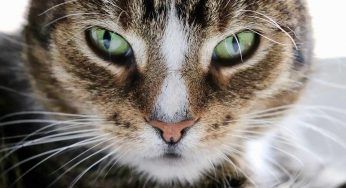 Il gatto morde e graffia, cosa vuole comunicarci?