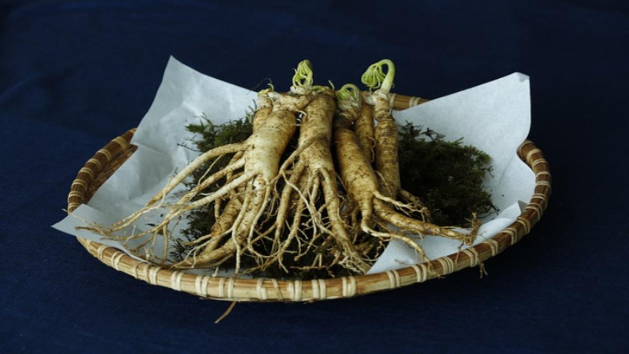 Ginseng dei poveri