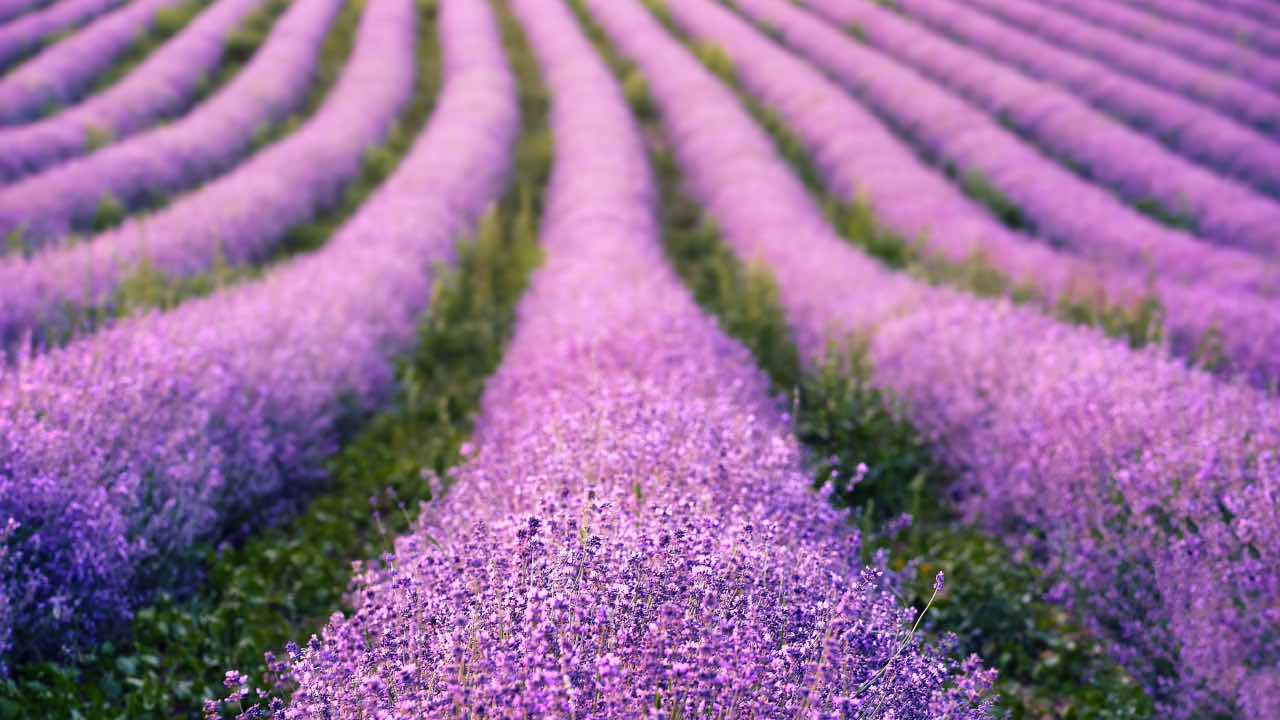 lavanda