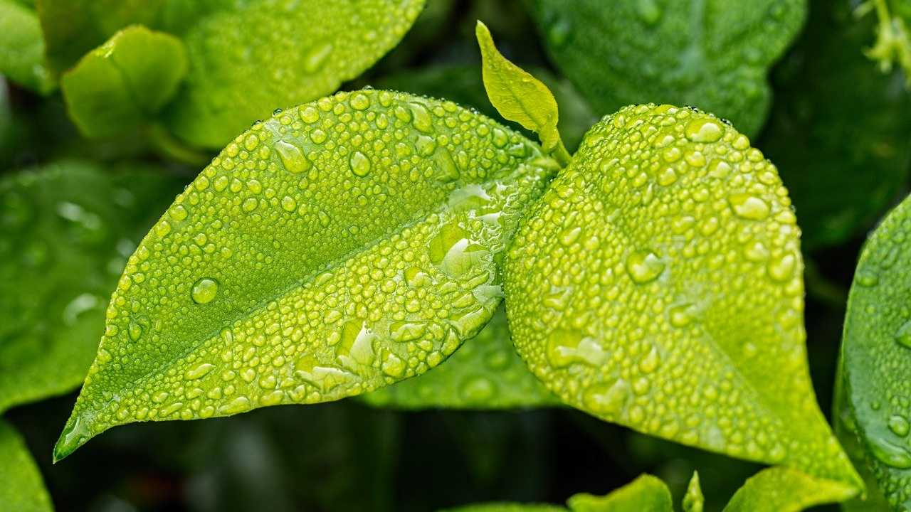 Giardinaggio cosa non fare