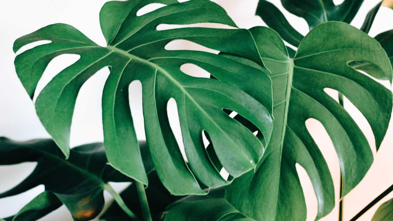 monstera deliciosa