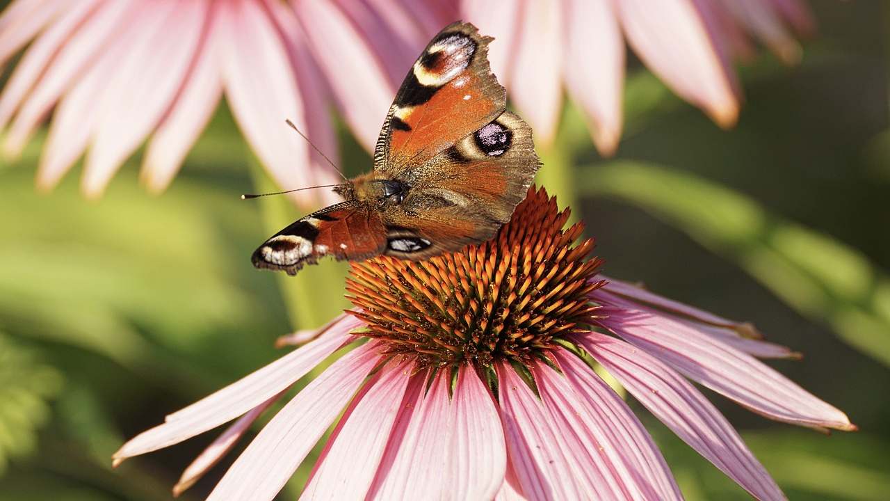 Echinacea proprietà