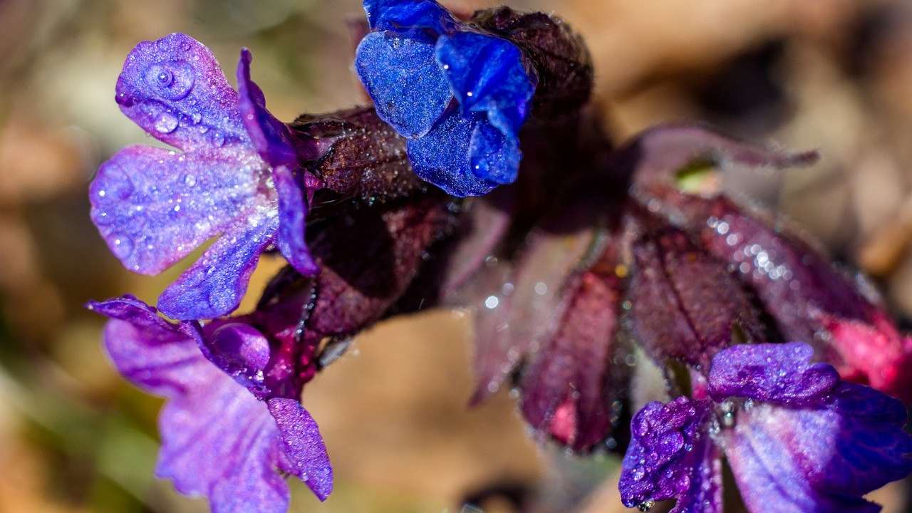 Polmonaria, grandi effetti sulla salute