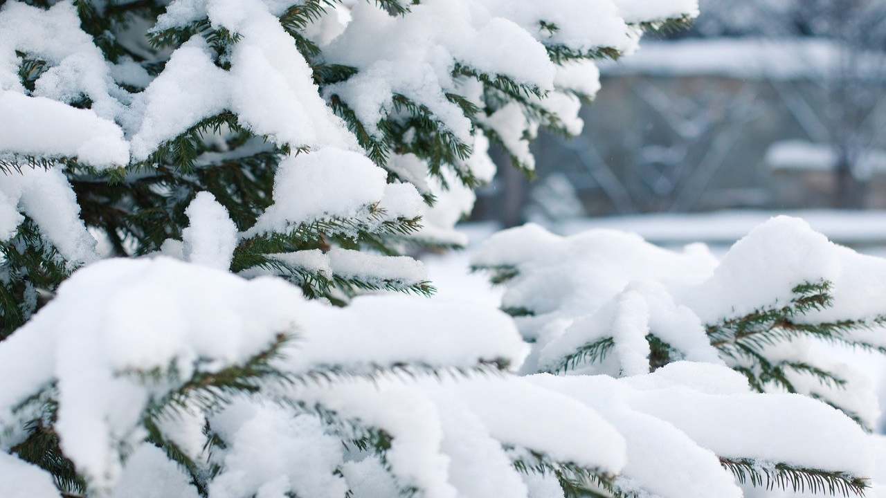 neve effetto sulle piante