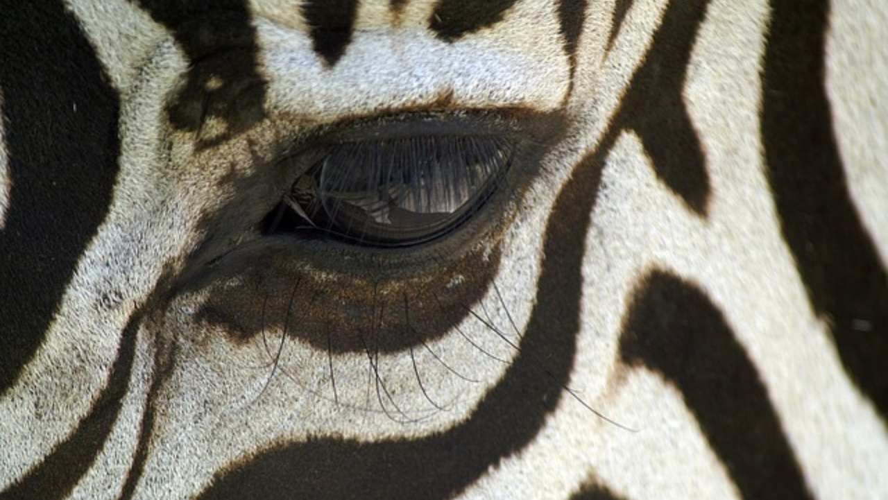 Zebra, qual è il colore