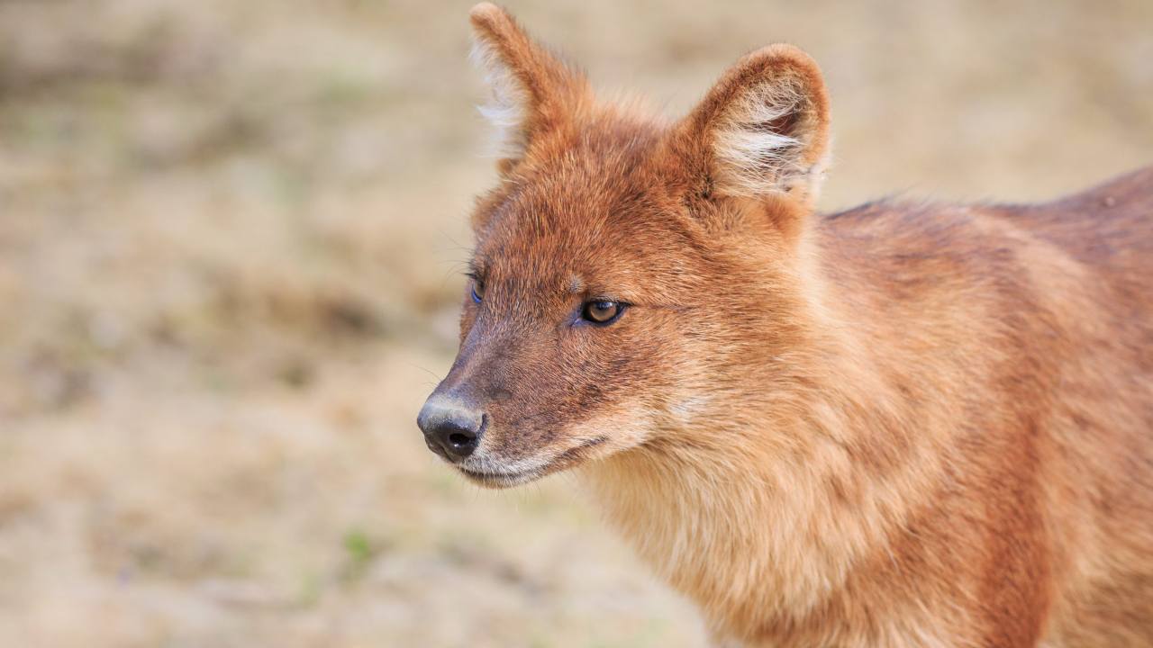 Animale ritrovato dopo 120 anni