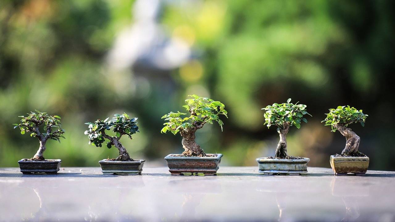 La cura del bonsai richiede pazienza e meticolosità