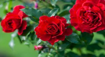 La rosa: il fiore prediletto da Afrodite la dea della bellezza