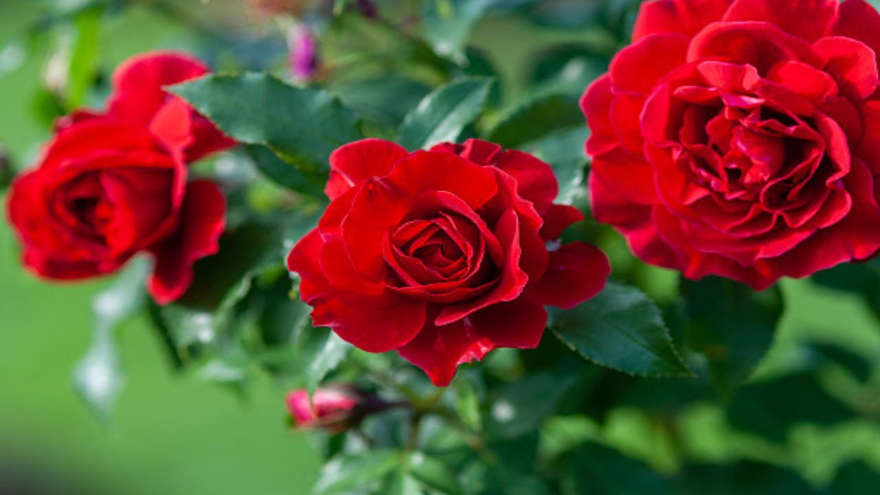 La rosa (pixabay)