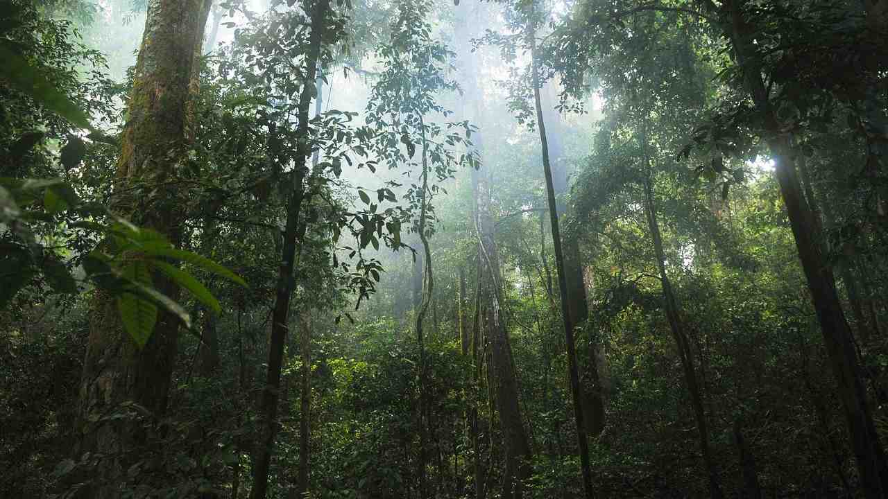 La tutela delle foreste vergini è essenziale per il mondo intero