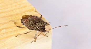 Le cimici infestano la casa? Niente paura questi rimedi vi aiuteranno