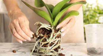 Orchidea e spugna, connubio perfetto per una vita lunga