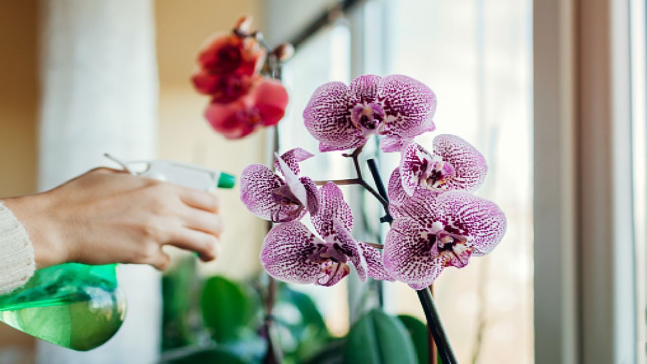 Rivitalizzare un’orchidea morente (pixabay)