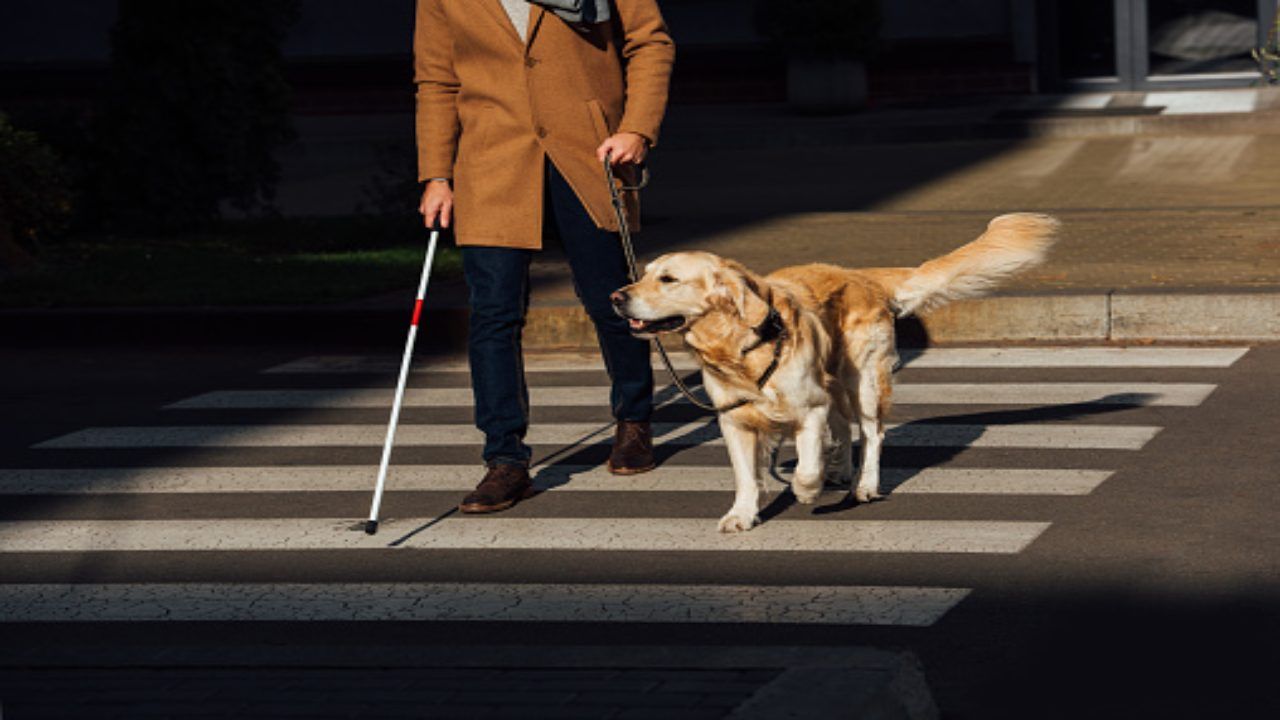 Torino, vietato l'ingresso al duomo al cane guida per non vedenti (pixabay)