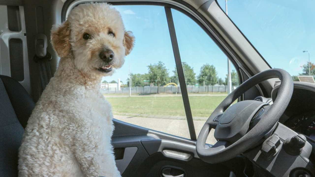 accessorio per vacanza con cane (1)