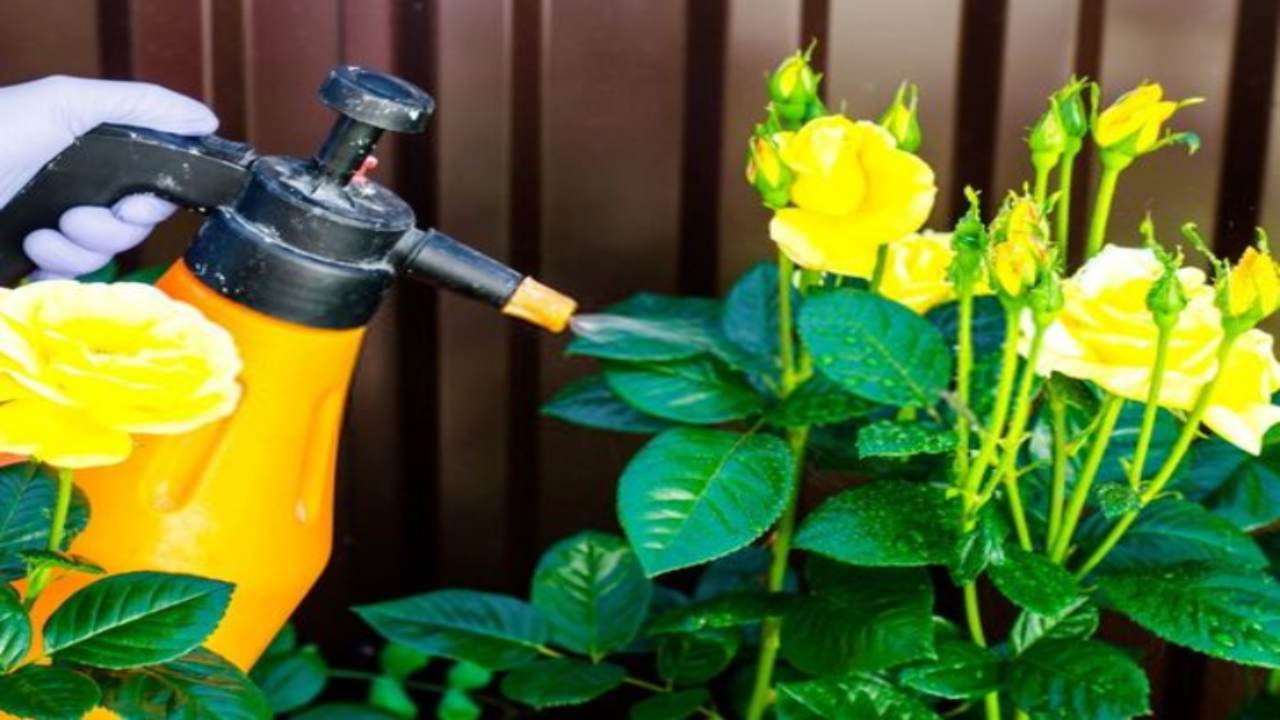 spray naturale per giardino