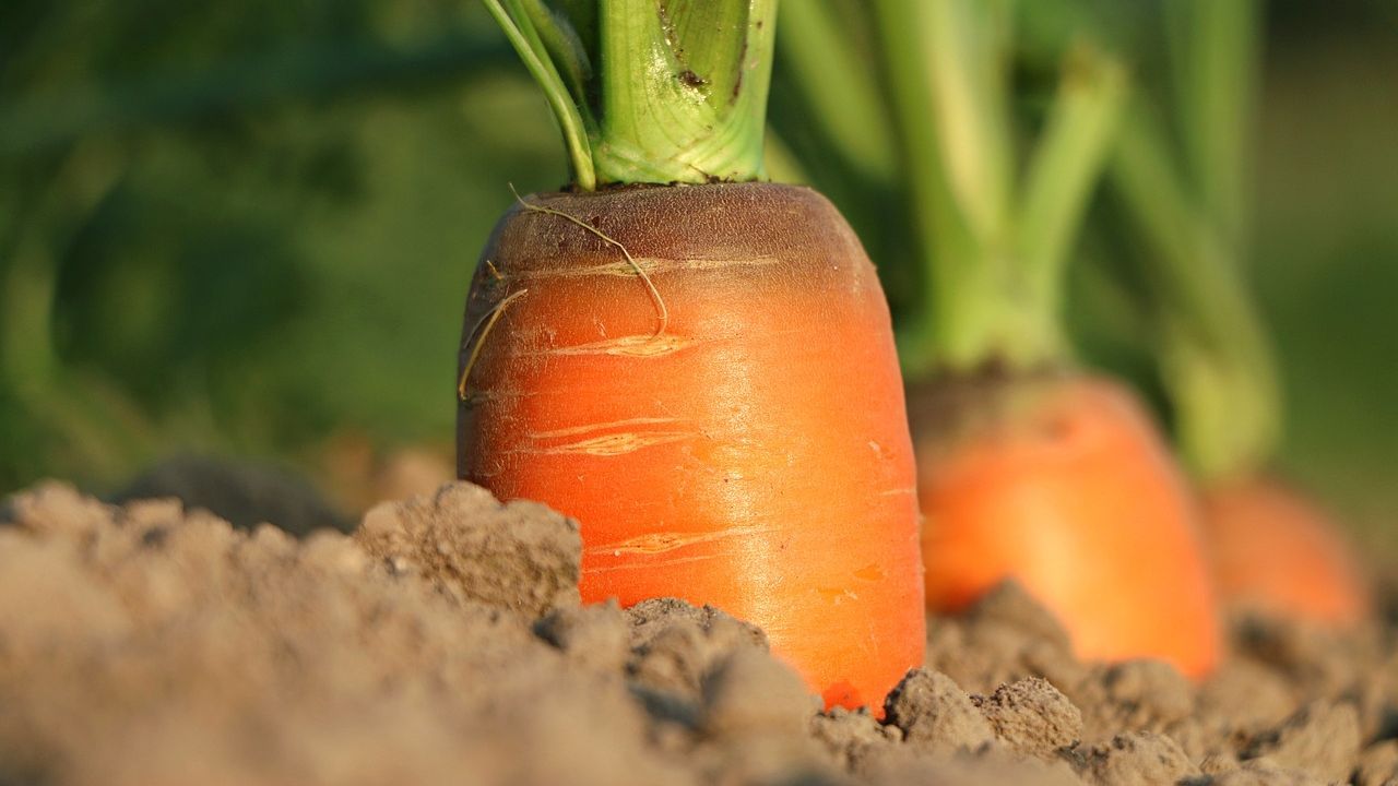 Frutta e verdura a chilometro zero