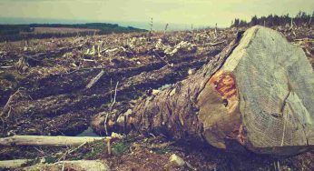 E’ colpevole della deforestazione in Africa.. ma ne siamo tutti golosi
