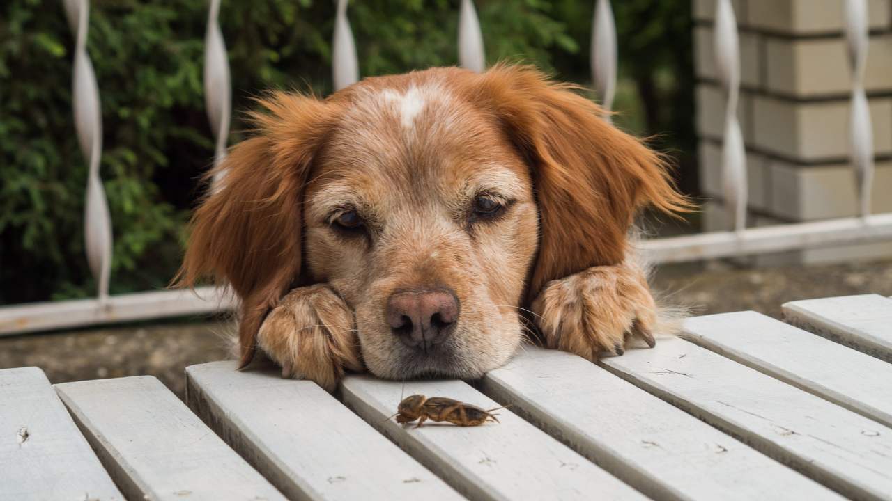 difendere i cani dagli insetti in inverno