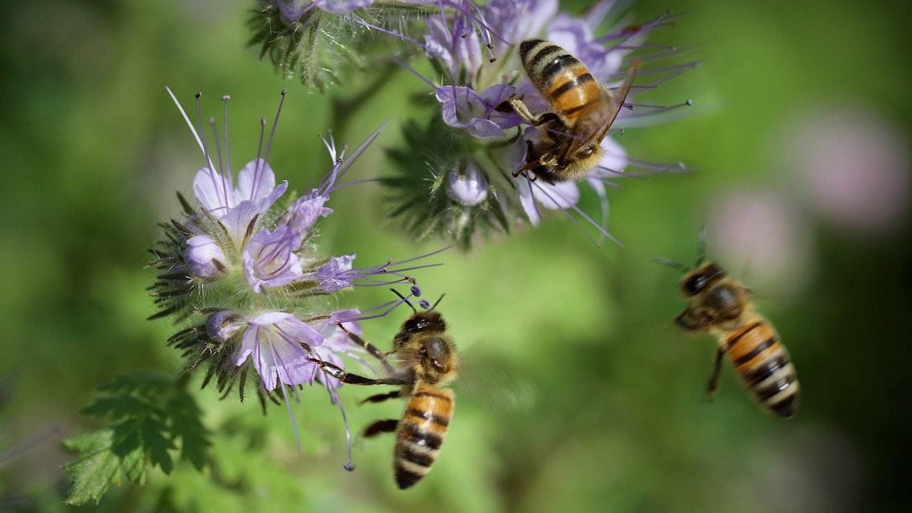 Nuova iniziativa in Inghilterra per aiutare le api, nasce il mattone forato per favorire un nuovo habitat