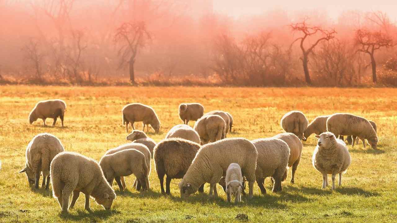 Gli insegnamenti della vita libera in fattoria