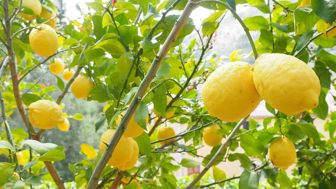 Il trucco infallibile per coltivare i limoni in casa