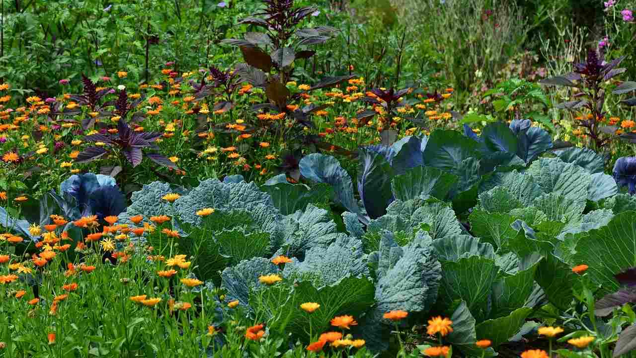 Errore da non commettere: anche in inverno non dobbiamo trascurare orto e giardino