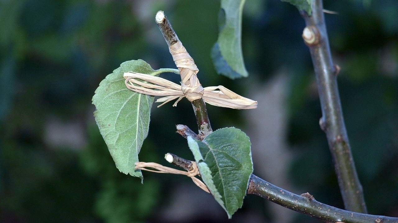 tecniche per gli innesti delle piante da frutto: i consigli