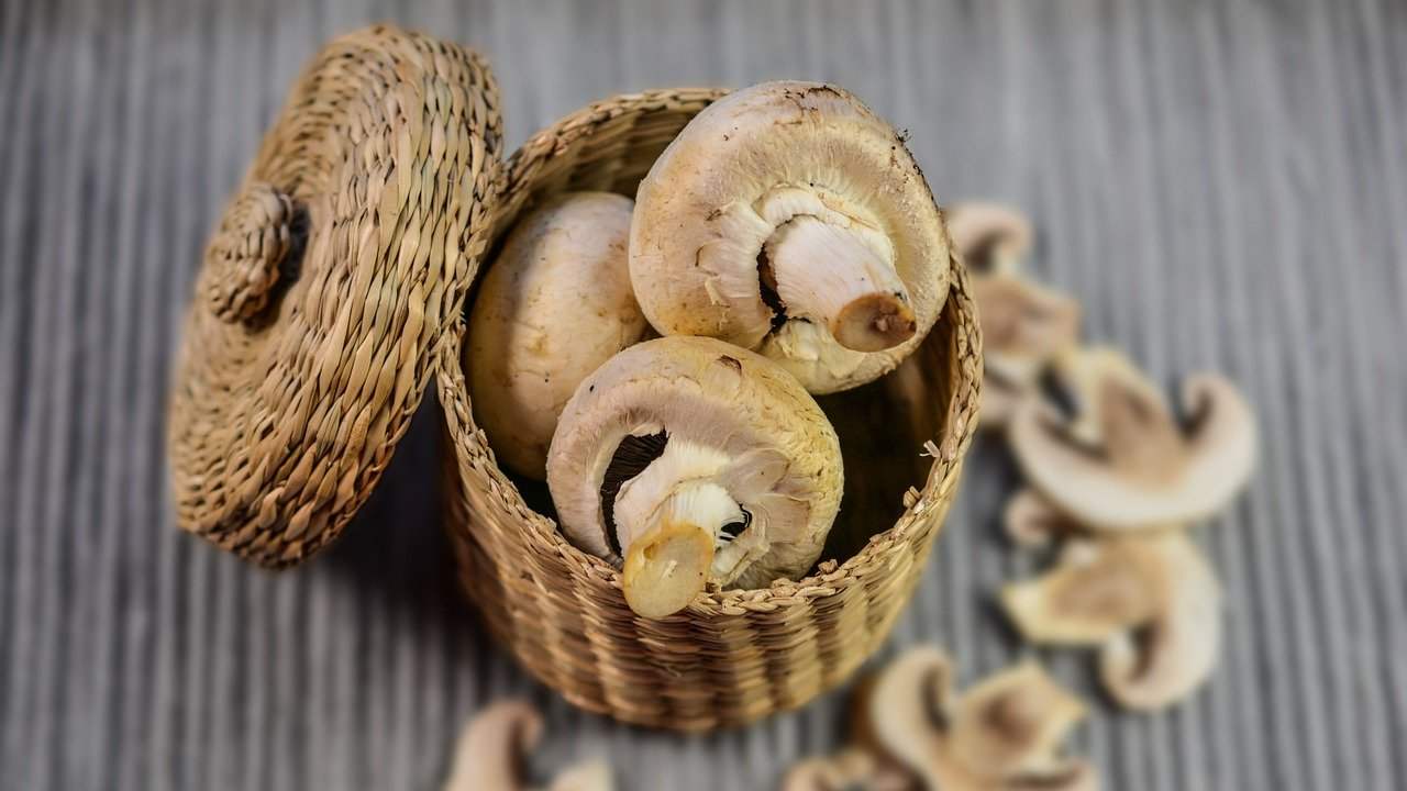 Il procedimento per coltivare funghi in casa con pochi materiali