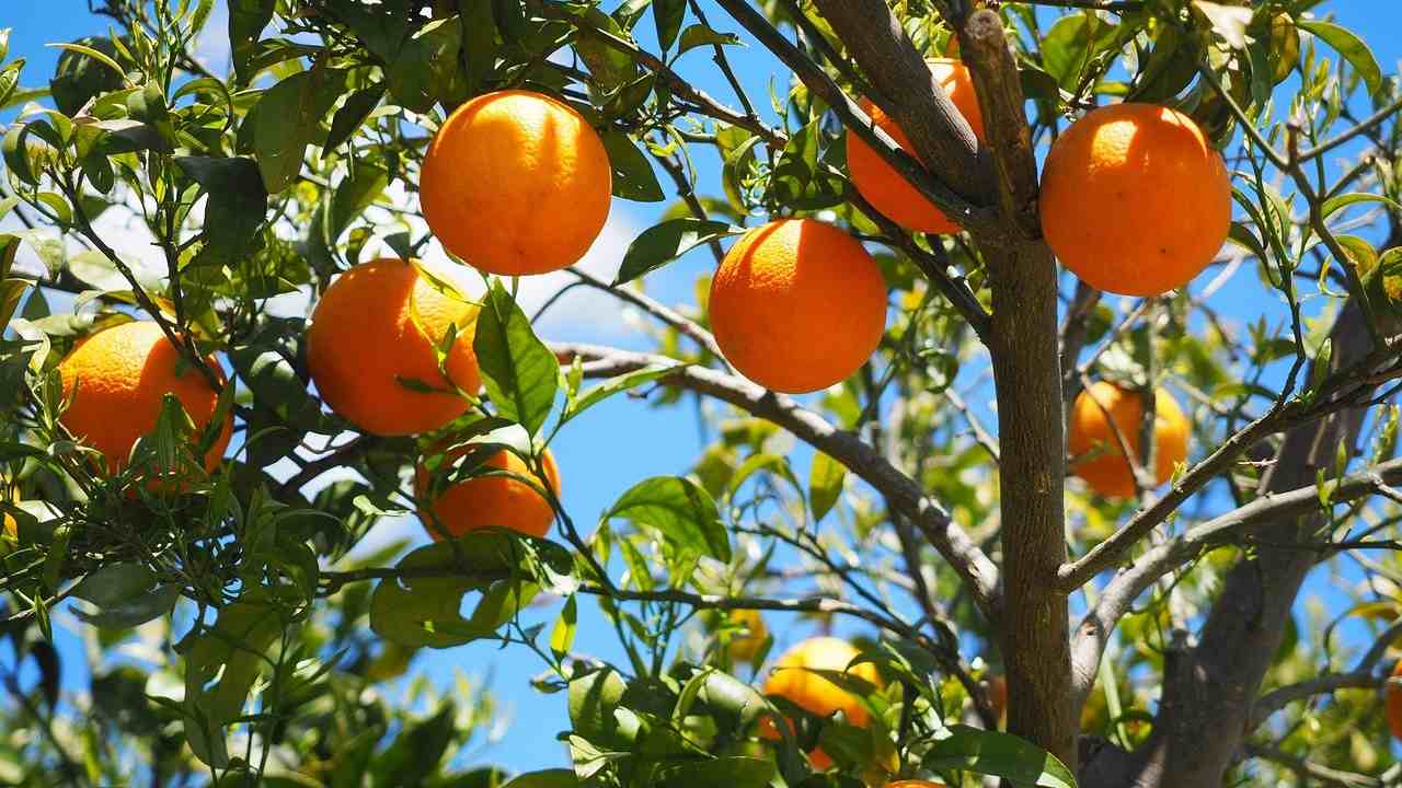 la tecnica per avere una produzione casalinga di arance