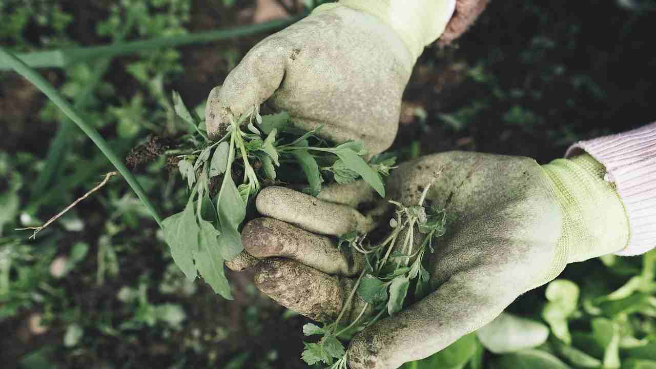 Giardinaggio, gli errori da evitare assolutamente