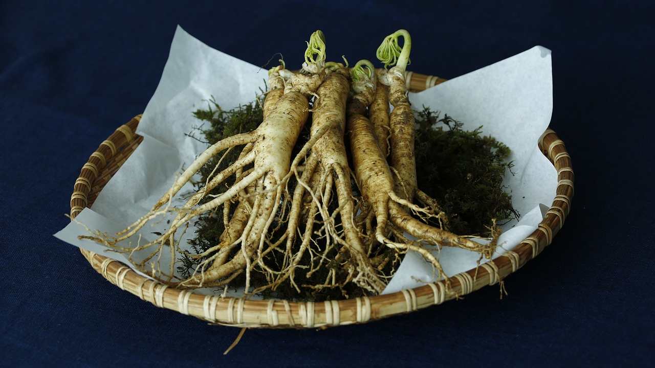 ginseng pianta adattogena